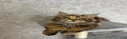 Maine Coon cats for sale: Stunning Purebred TICA Reg Maine Coon Kittens in London - Advert 1