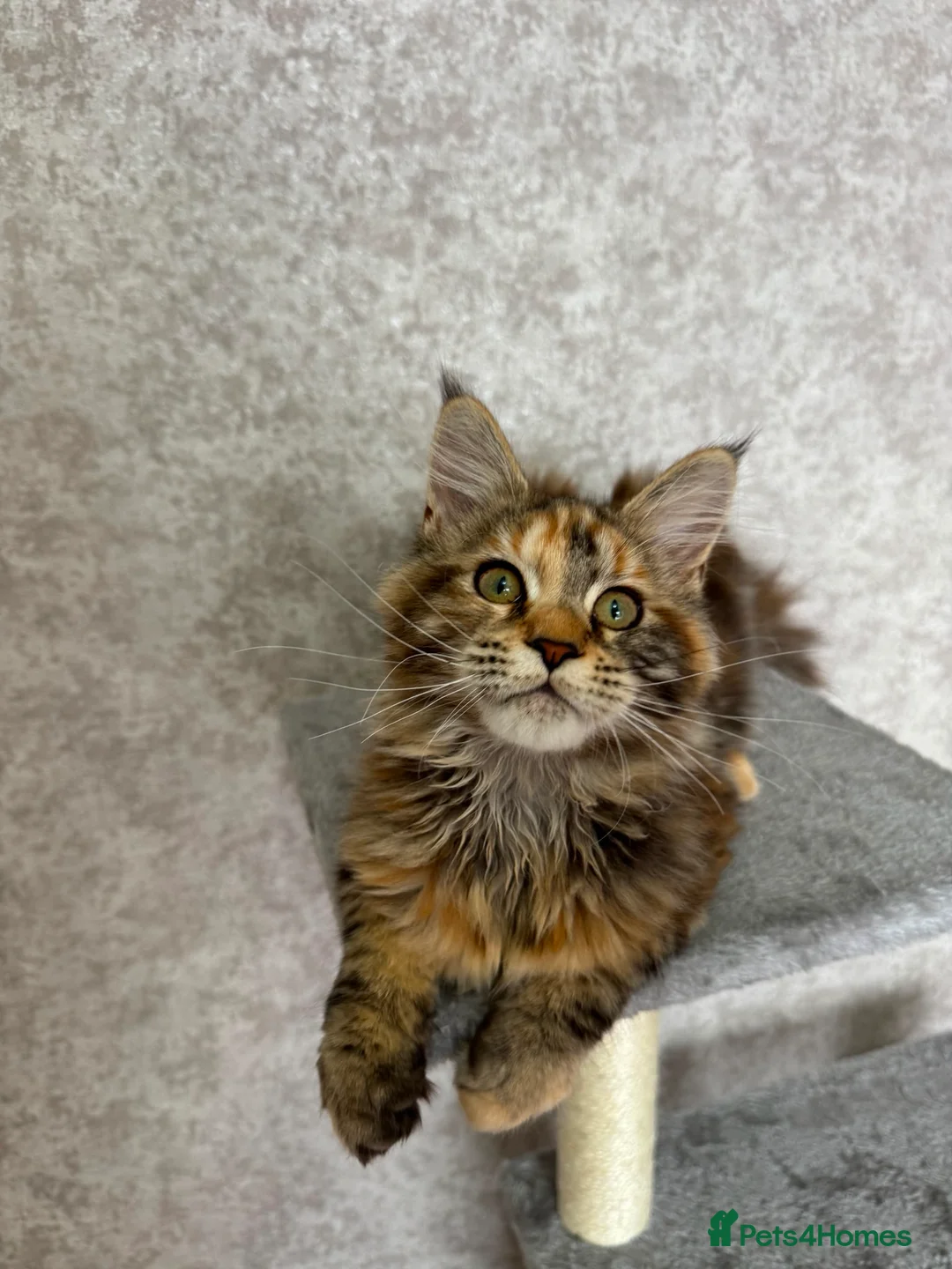 Maine Coon cats for sale: Stunning Purebred TICA Reg Maine Coon Kittens in London - Advert 1