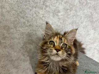 Maine Coon cats Stunning Purebred TICA Reg Maine Coon Kittens - Advert 1