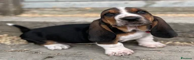 Basset Hound 5