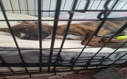 Mixed Breed dogs for sale: Dog de bordeaux female puppy - Image 2