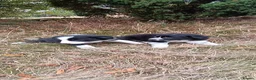 Border Collie dogs for sale: Two Little Boys - Border Collie Puppies - Advert 6
