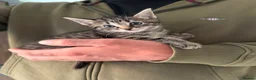 Mixed Breed cats for sale: Half ragdoll half silver bengal  - Advert 4