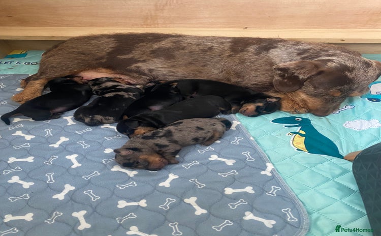 Dachshund dogs - Advert 1