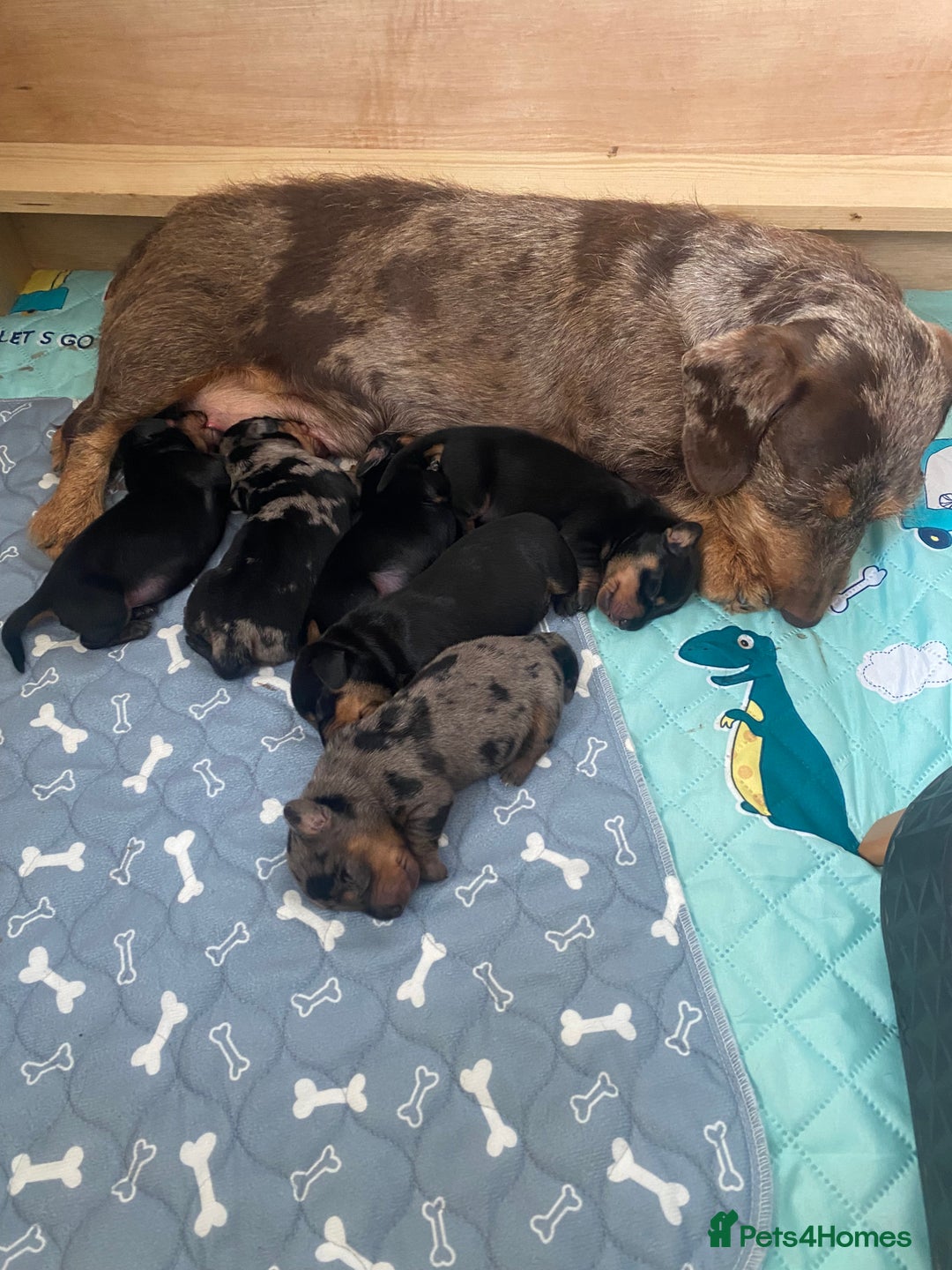 Dachshund dogs for sale: Standard dachshund's  - Image 1