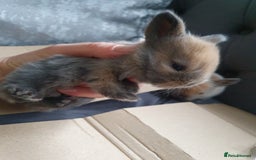Lionhead rabbits for sale: Baby bunny's mixed lionhead /northern dwaf - Image 7