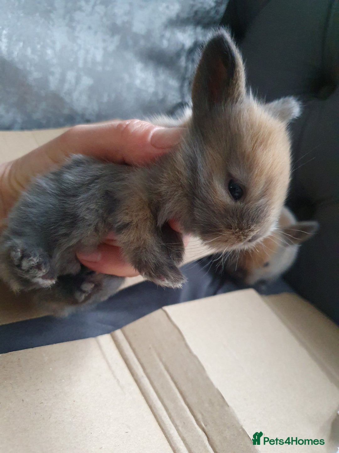 Lionhead rabbits for sale: Baby bunny's mixed lionhead /northern dwaf - Image 7