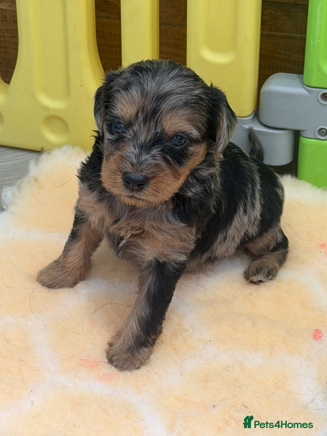 Mini Goldendoodle dogs for sale: Extensively health tested F1 goldendoodle puppies  - Advert 1