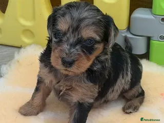 Mini Goldendoodle dogs Extensively health tested F1 goldendoodle puppies - Advert 6