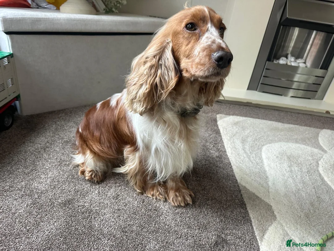 Cocker Spaniel dogs for sale: beautiful female cocker spaniel - Advert 3