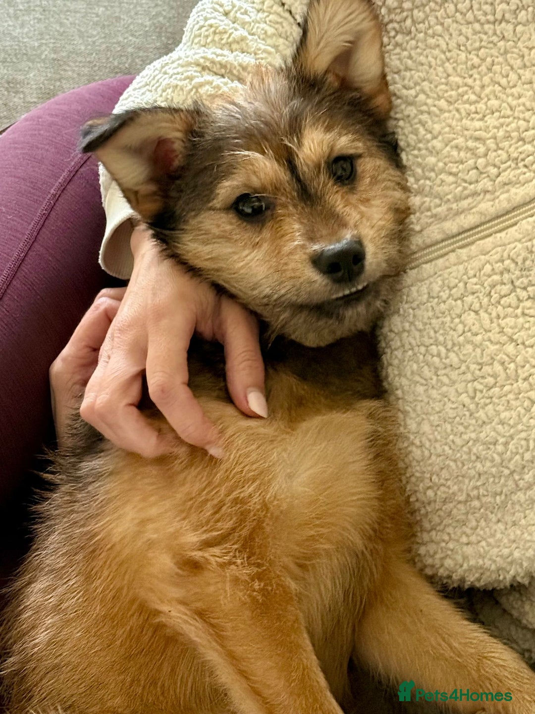 Mixed Breed dogs for adoption: Sweet sugar  - Image 2