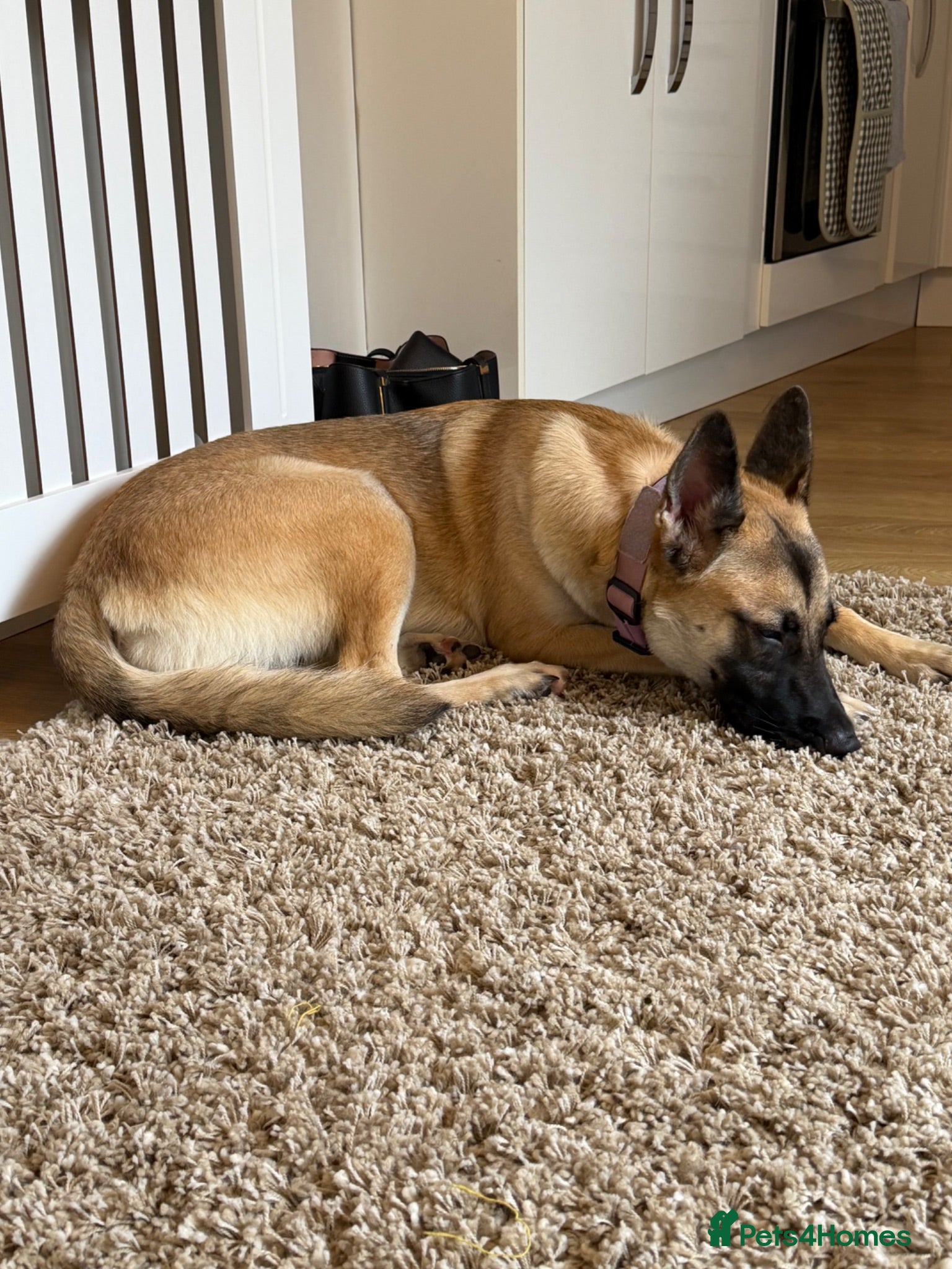 Mixed Breed dogs German Shepherd / Belgian Malinois  - Advert 12