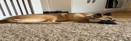 Mixed Breed dogs for sale: German Shepherd / Belgian Malinois  in Larkhall - Advert 1