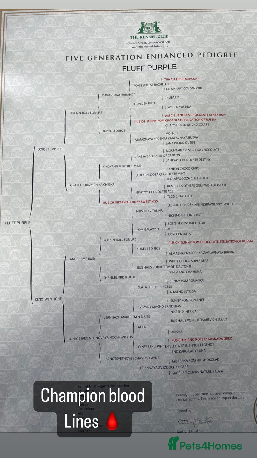 Pomeranian dogs for stud: Kai Kai lilac boy 💜  ( STUD ONLY ) (PROVEN)  in Liverpool - Advert 26