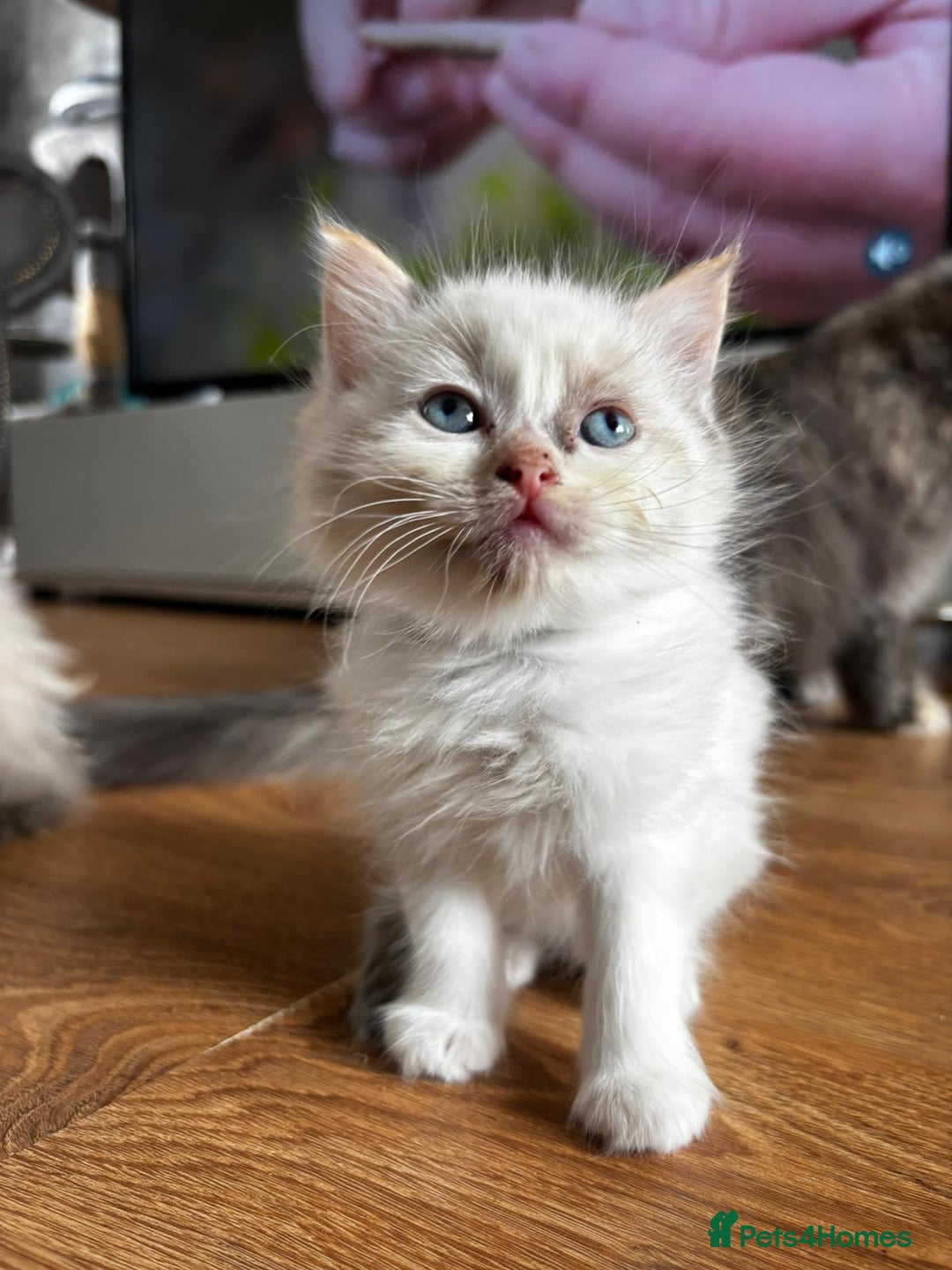 Ragdoll cats for sale: 6 gorgeous fluffy ragdoll kittens  - Image 16