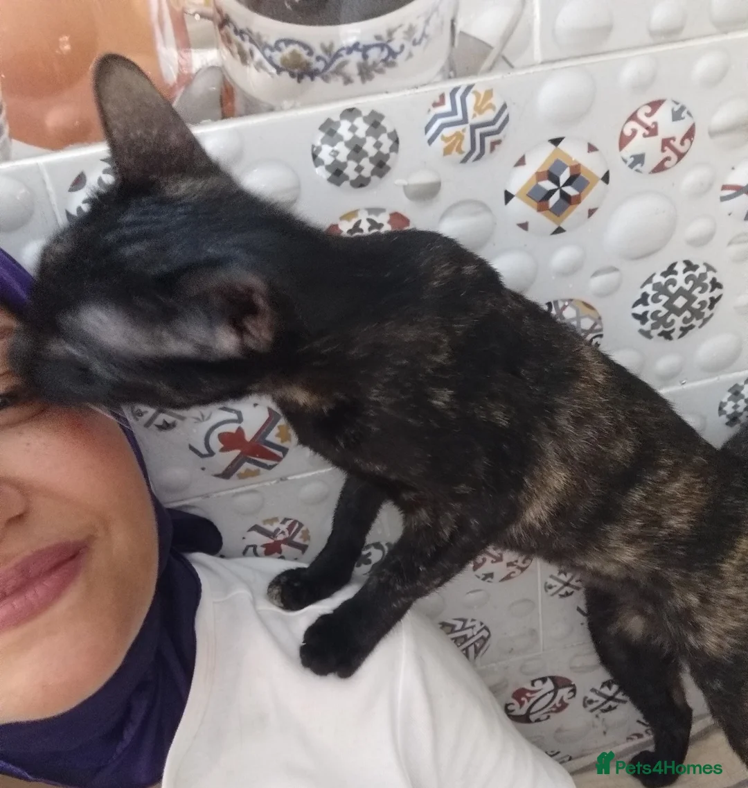 Mixed Breed cats for adoption: Indoor Tortie - super affectionate, chatty, loving - Advert 9