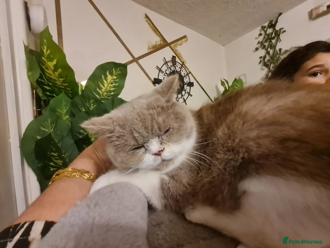 British Shorthair cats for sale: Sweet lilly 4 sweet home - Advert 5