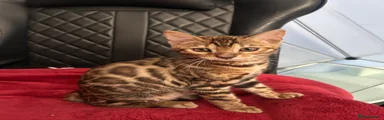 Bengal Kitten 2