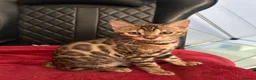 Bengal cats for sale: Exceptional Bengal Kittens - Advert 7