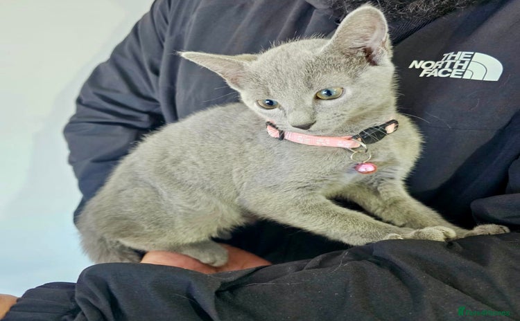 Russian Blue cats - Advert 2