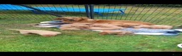 Labrador Retriever dogs for sale: Fox red labrador puppies  - Advert 1