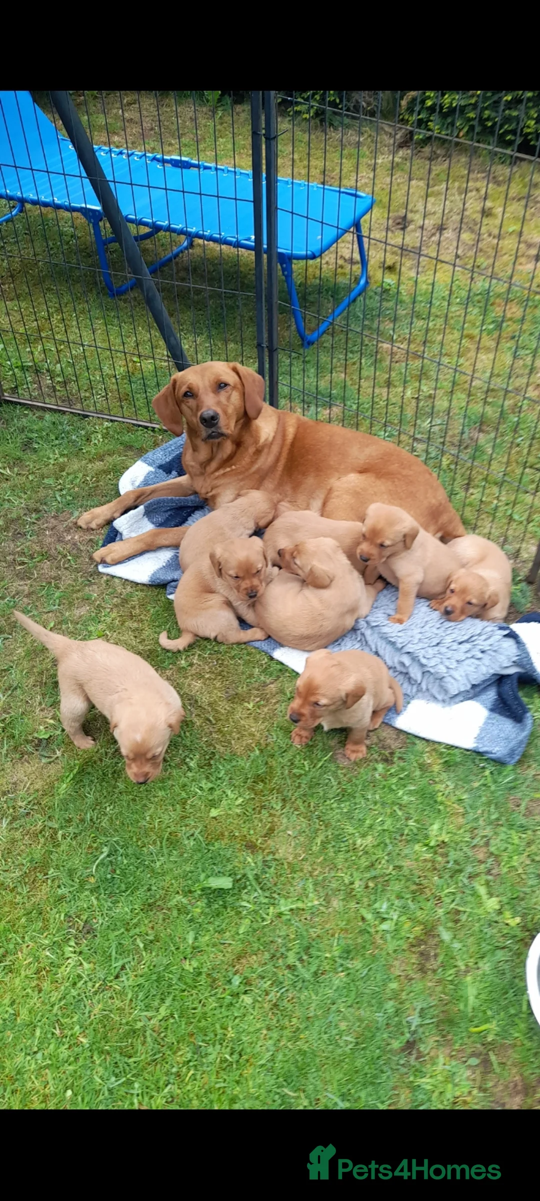 Labrador Retriever dogs for sale: Fox red labrador puppies  - Advert 1