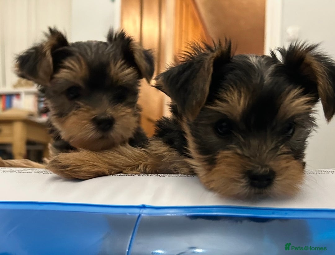 Yorkshire Terrier dogs for sale: Mini Yorkshire Terrier Puppies. - Advert 4