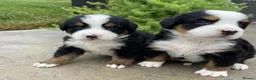 Bernese Mountain Dog dogs for sale: TITTLE....Beautiful Bernese Mountain Dog Puppies in Manchester - Advert 4