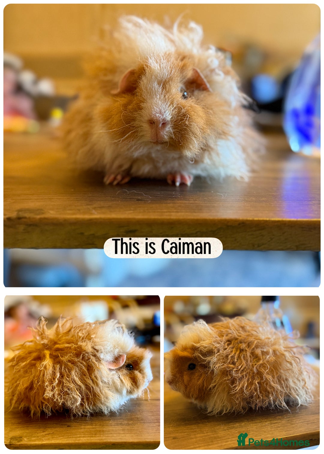 Guinea Pig rodents for sale: Boys boys boys  - Image 3