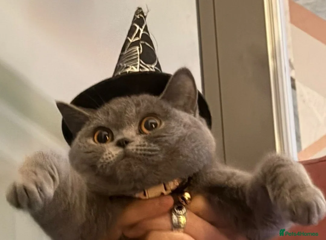 British Shorthair cats for sale: Grey British short hair 1 years old  in London - Advert 2