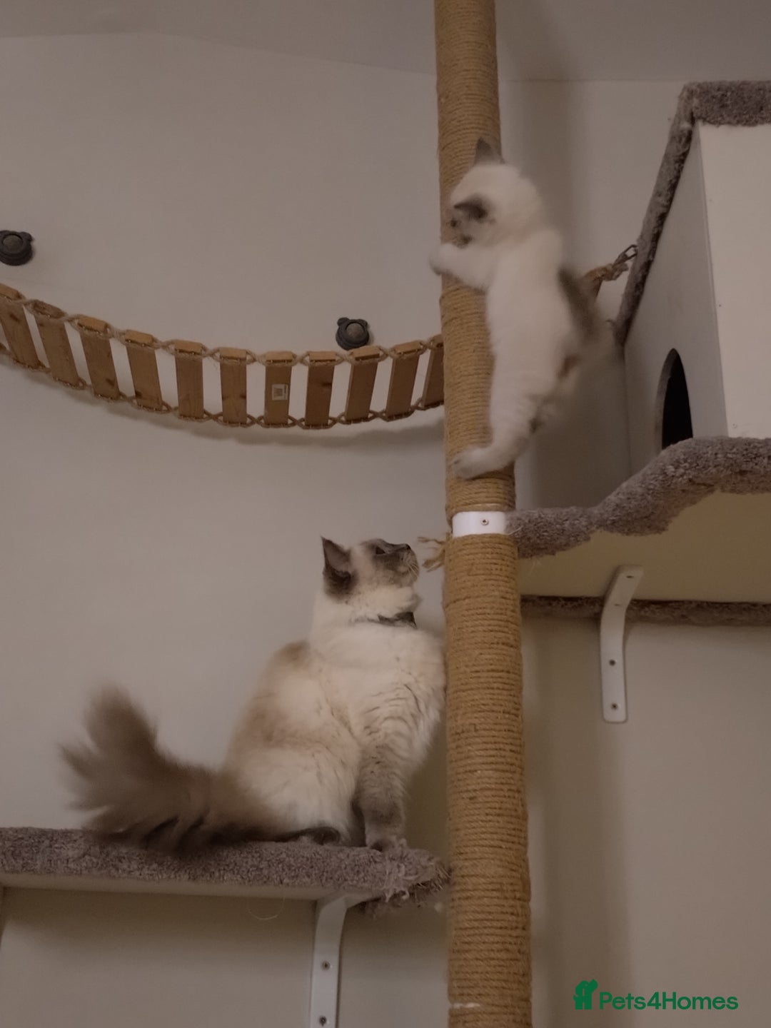 Ragdoll cats for sale: Blue point purebred ragdoll girl  - Image 20