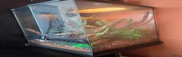 Gecko reptiles for sale: Mosy ghecko and setup  - Advert 6