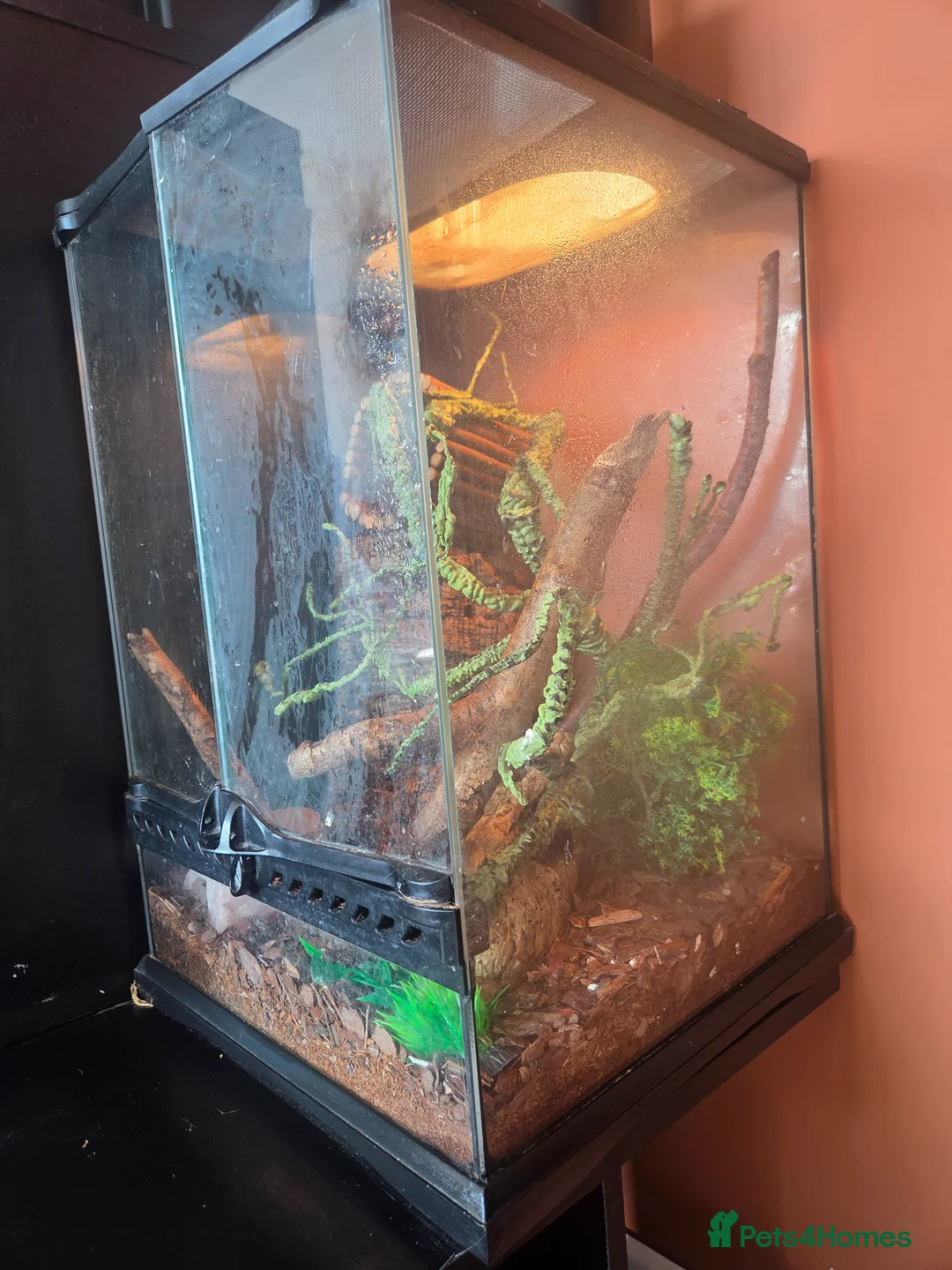 Gecko reptiles for sale: Mosy ghecko and setup  - Advert 6