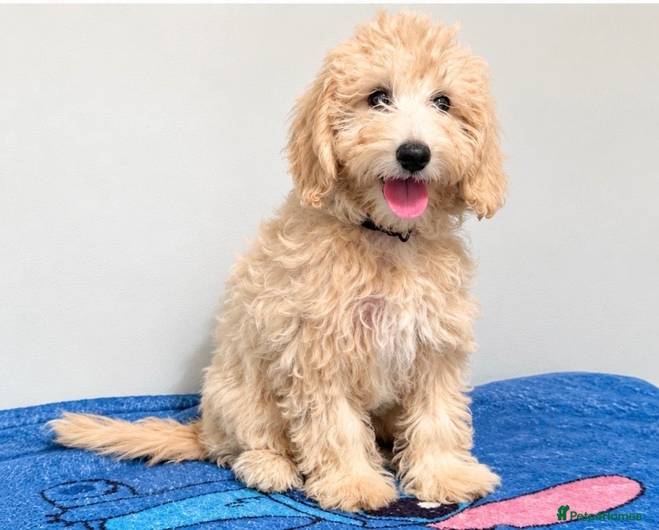 Mini Goldendoodle dogs for sale: F1B Mini Goldendoodles – one girl available - Advert 1