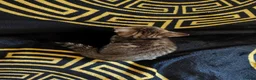 Mixed Breed cats for sale: 4 Bengal Cross kittens  - Advert 7