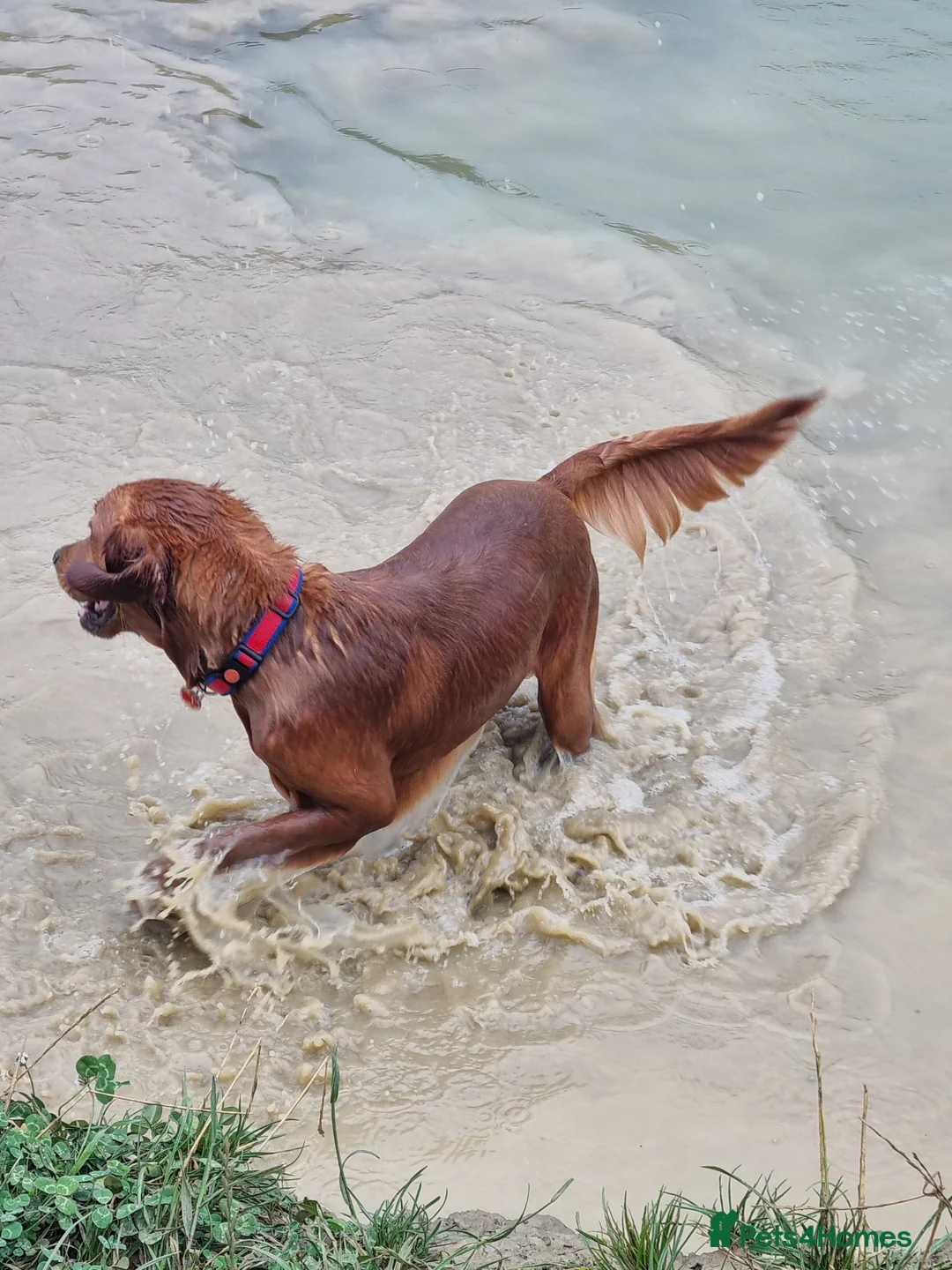 Golden Retriever dogs for stud: Gorgeous Gus for Stud  in Faringdon - Advert 15