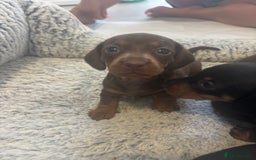 Dachshund dogs for sale: 6 Beautiful sausage puppies!  - Image 6
