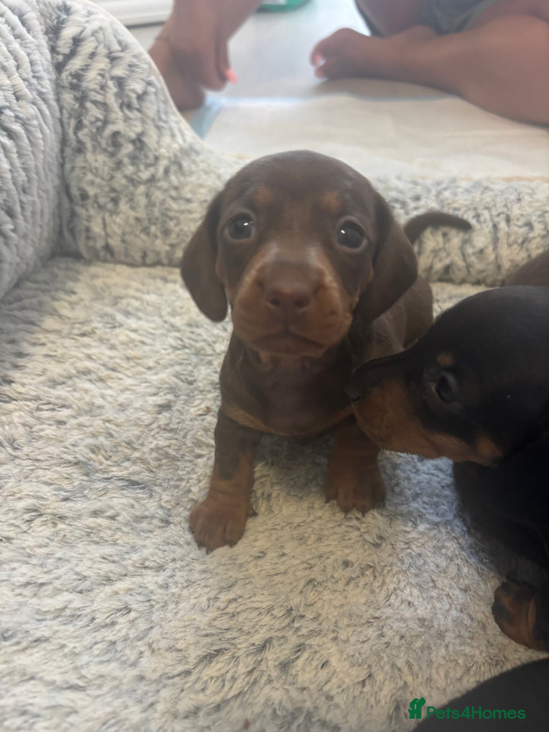 Dachshund dogs for sale: 6 Beautiful sausage puppies!  - Image 6