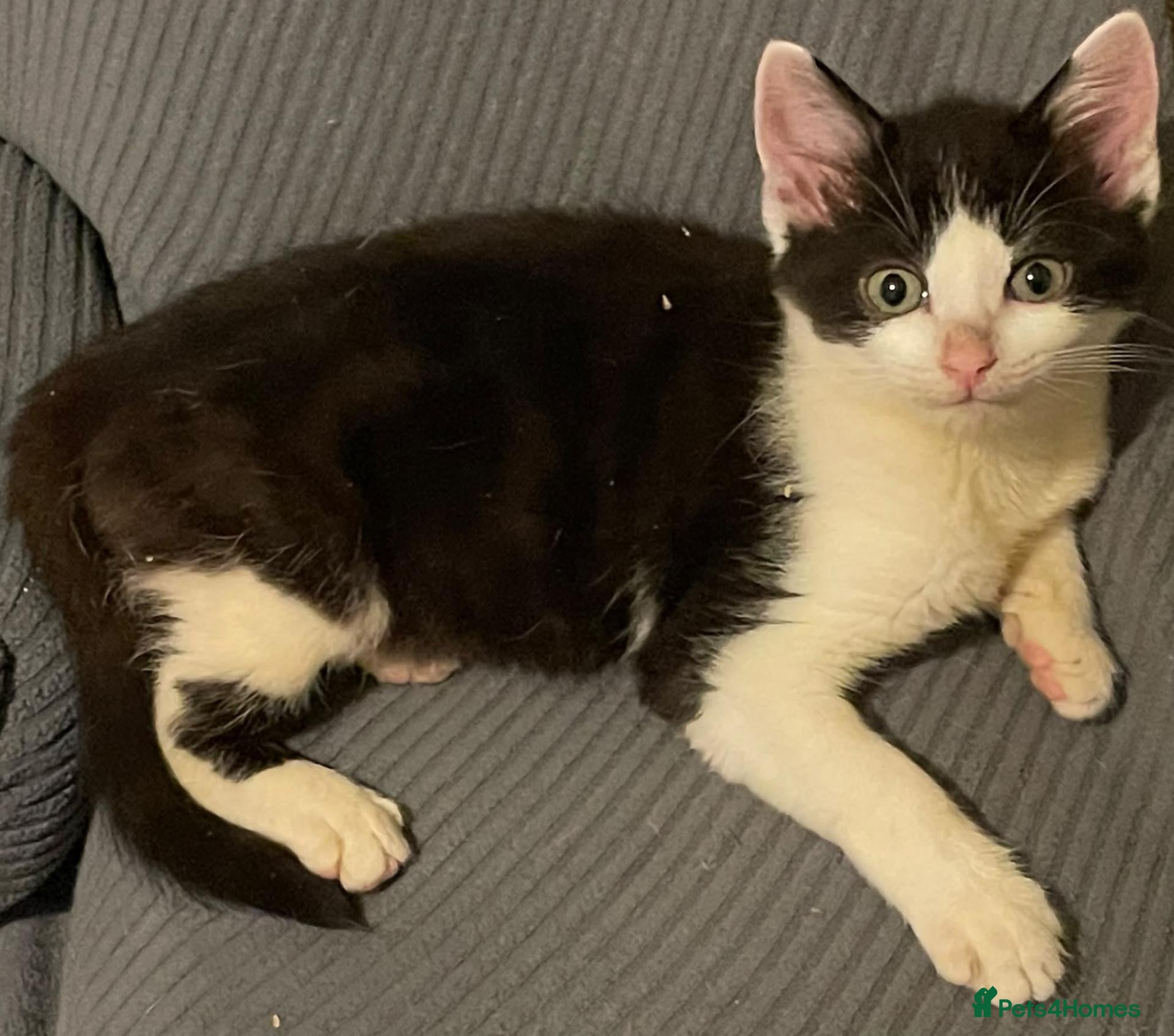 Mixed Breed cats Kittens for sale Walsall  - Advert 14