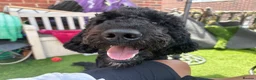 Goldendoodle dogs for sale: Winston  - Advert 2