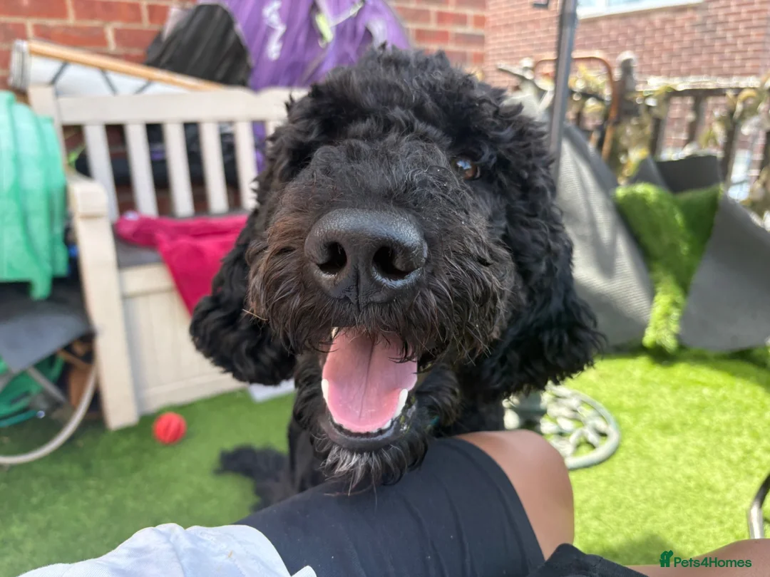 Goldendoodle dogs for sale: Winston  - Advert 2