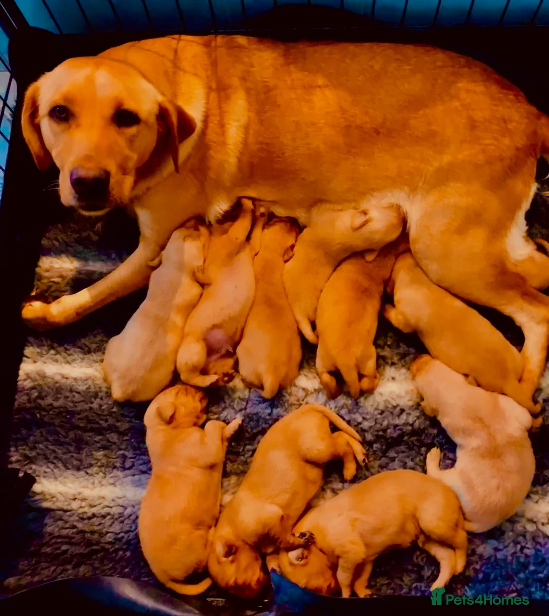 Labrador Retriever dogs for sale: Fox red kc Labrador puppies 4 remaining ready now  - Advert 5