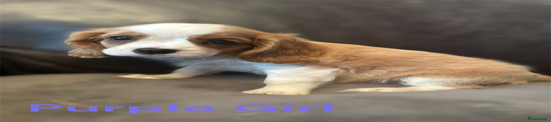 Cavalier King Charles Spaniel Puppy 4