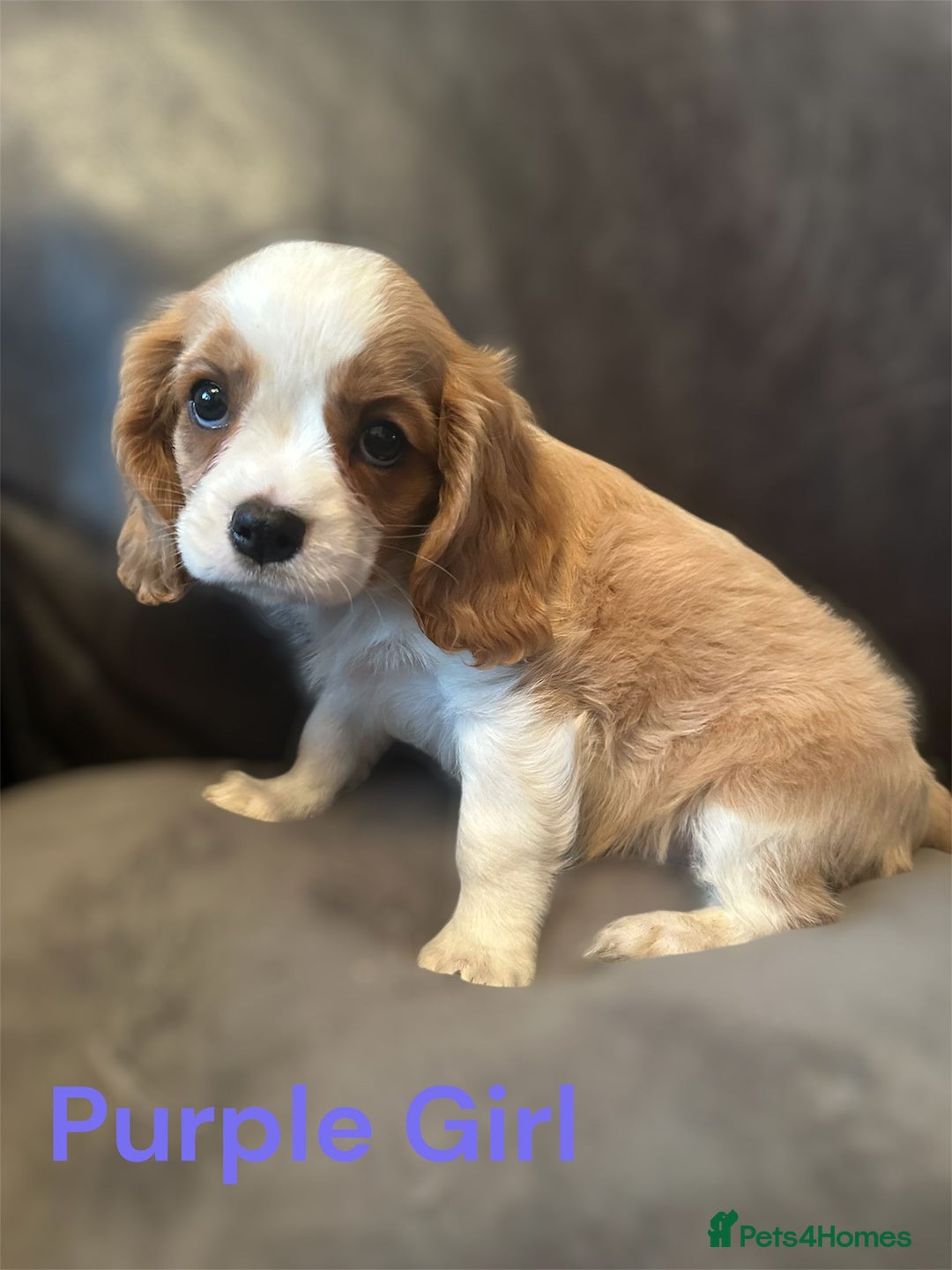 Cavalier King Charles Spaniel dogs for sale: cavalier king charles  - Image 5