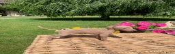 Italian Greyhound dogs for sale: KC Italian greyhound puppies East. Europ lineage - Advert 34