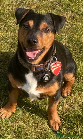 Jack Russell Buy Manchester Terrier Manchester Terrier Cross Jack