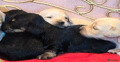 Miniature Dachshund dogs  Exquisite Long Coat Cream & Black & Tan Babies - Advert 5