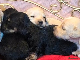 Miniature Dachshund dogs for sale - Advert 1