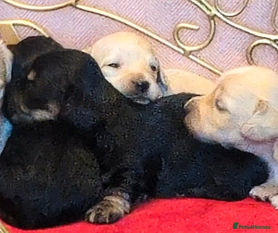 Miniature Dachshund dogs - Advert 1