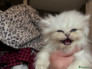 Persian cats 2 Persian silver tipped chinchilla - Advert 15